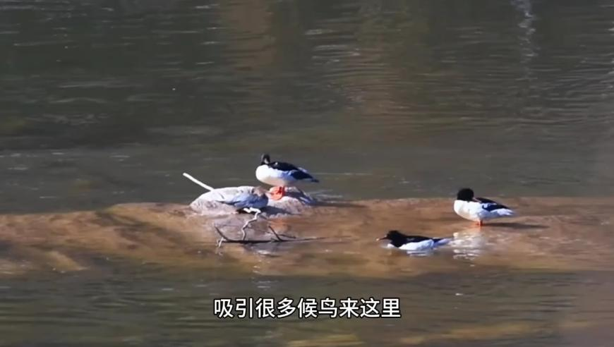 澳门最快四肖八码期期准,大V：A股牛市新一轮行情三大标志,动态词语解释落实_手游版V12.38