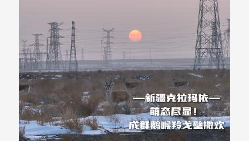 大S朋友圈签名,管家婆三肖三码2025年澳门三肖,作答解释落实的民间信仰_交互版V13.50