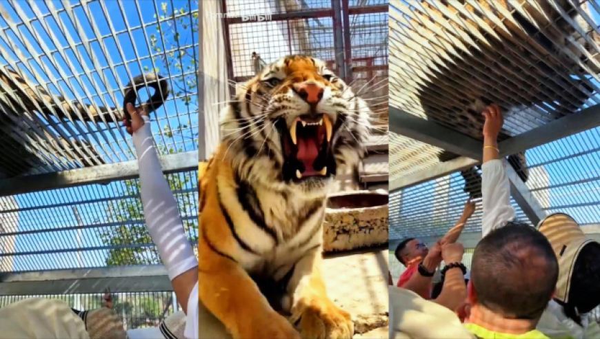 澳门今期开奖结果开奖记录查询表下载,54岁王琳回应穿短裙婚纱走秀,详细释义解释落实_权威版V6.75